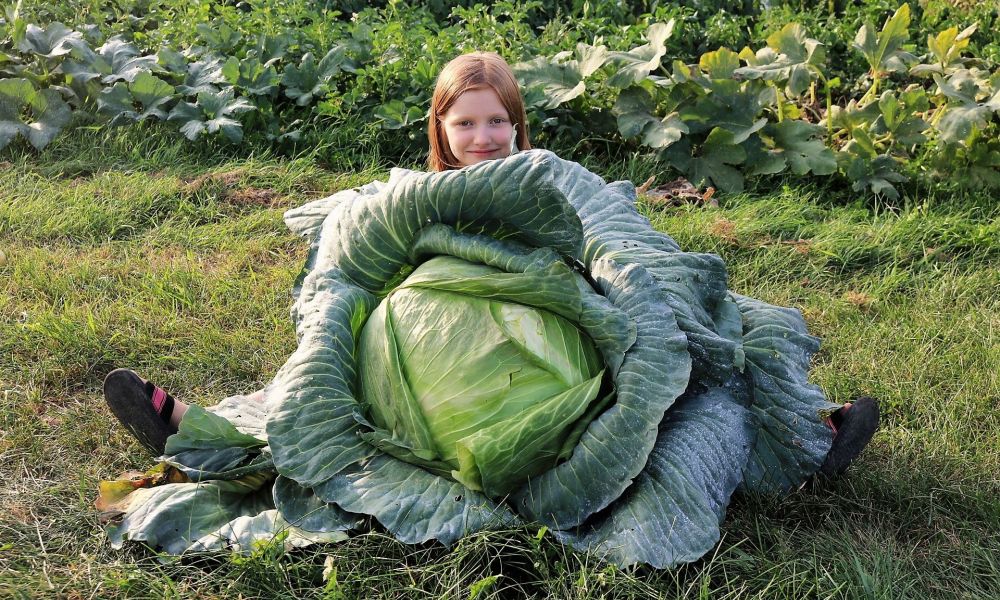 38-pound cabbage wins Alden girl a $1,000 scholarship - The...