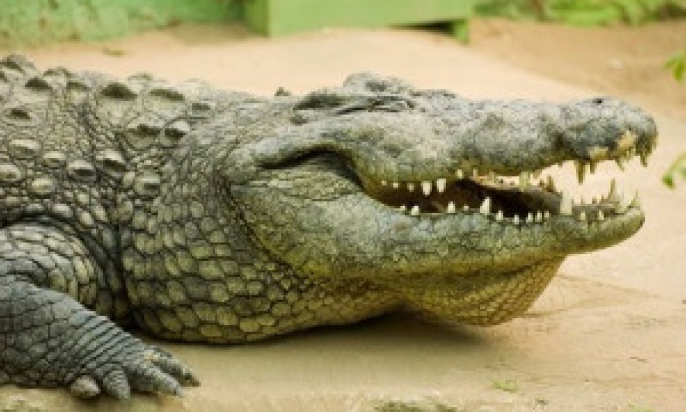 Man-eating 10ft long crocodile will get zoo home if caught