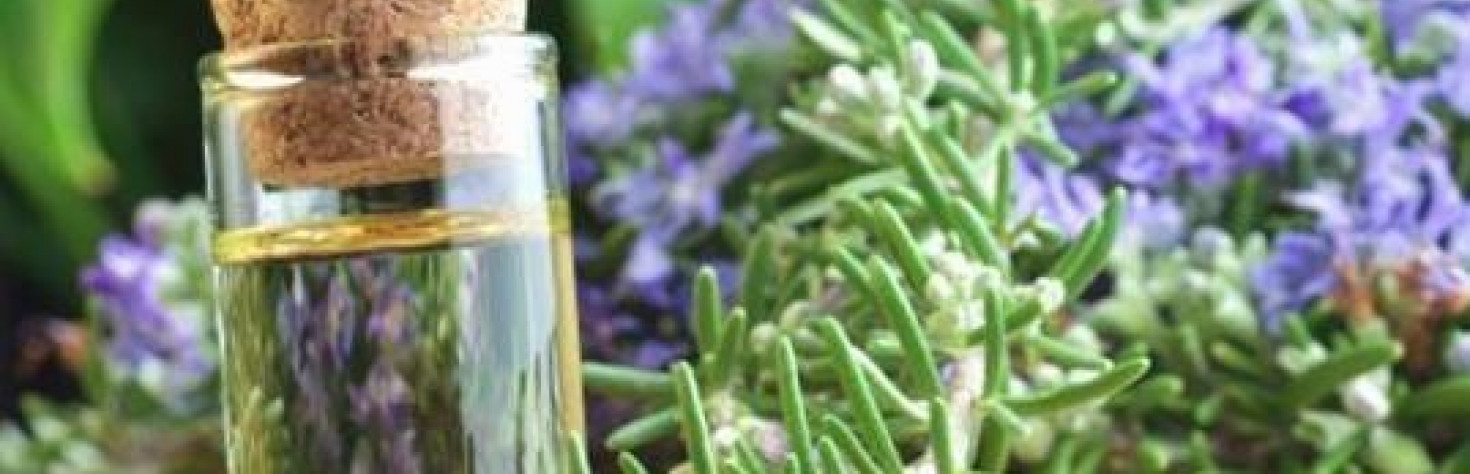 11 Impressive Health Benefits and Uses of Rosemary Oil and Leaves - FinerMinds