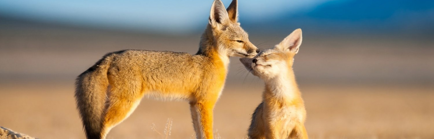 23 Photos of Adorable Animal Brothers & Sisters - 500px ISO