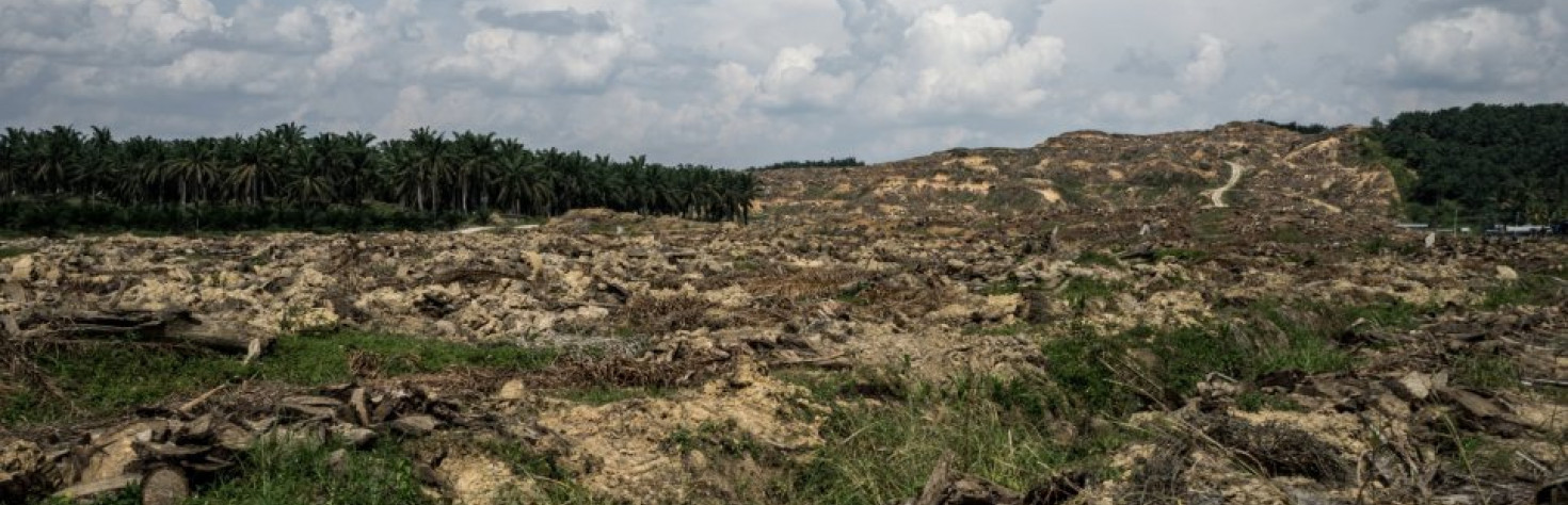 Palm oil is destroying the planet and killing animals - and it`s in almost everything