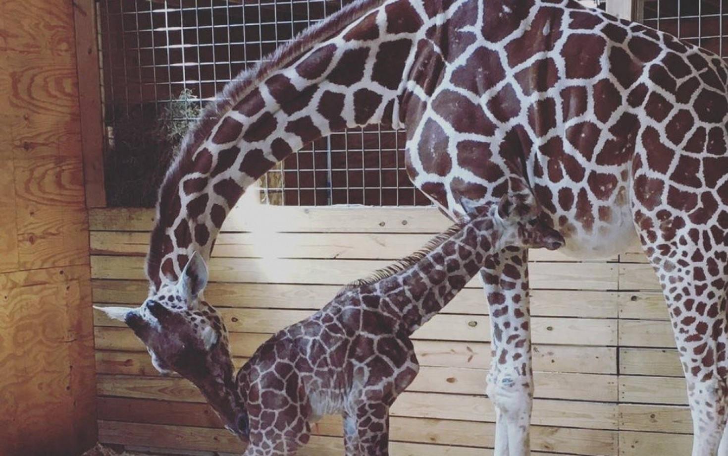 Animal Adventure`s `Giraffe Cam` received more than 230 million total views