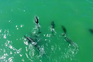 Watch Sea Shepherd Ship Sail with Megapod of Dolphins