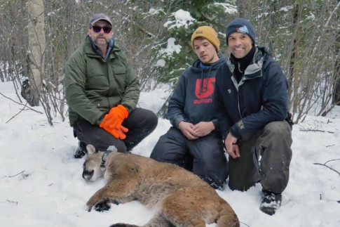 Cougar collaring project underway in Alberta - Let`s Go Outdoors...