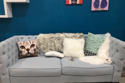 Parents: Now You Can Visit the Cat Cafe on Whyte FREE With Your...