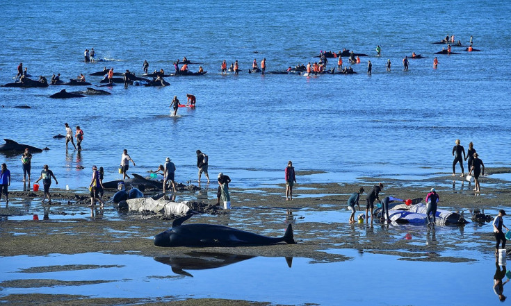 Mystery of Whale and Dolphin Strandings May Hinge on NASA Data
