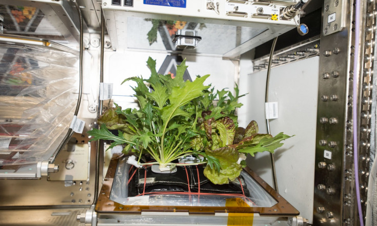 Space Salad: Astronauts Harvest 3 Different Crops and Try New Gardening Tech